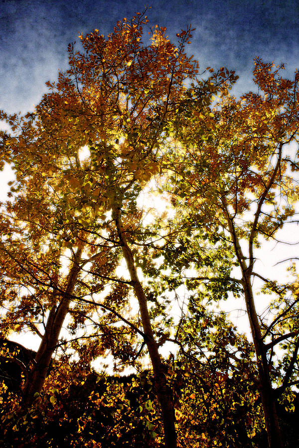 Autumn Glory Photograph by Ellen Heaverlo