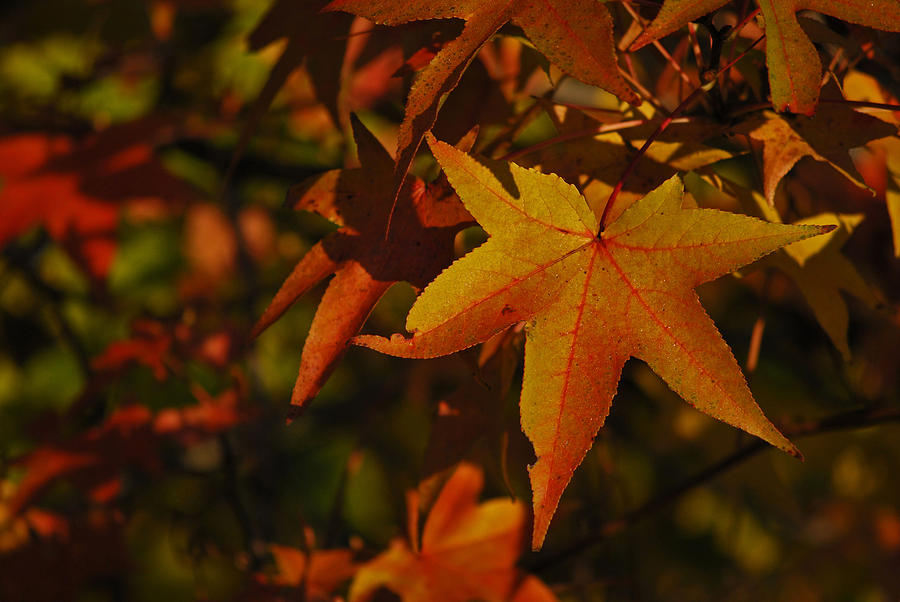 Fall Photograph - Autumn Glory by Michelle Cruz
