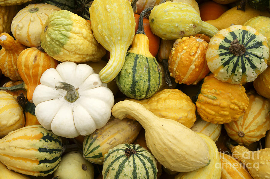 Autumn Gourds Photograph by John  Mitchell