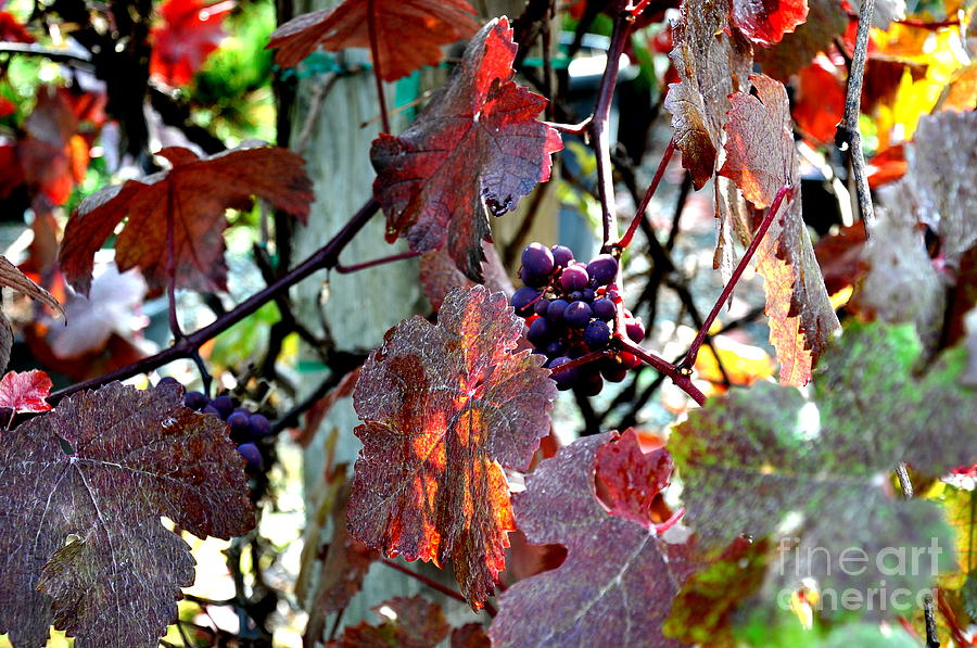 Autumn Grapes Photograph by Tatyana Searcy