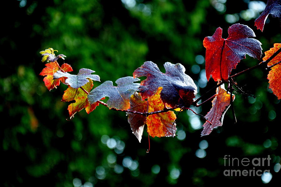 Autumn Grapevine Photograph by Tatyana Searcy