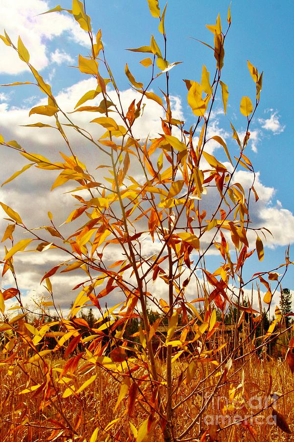 Autumn Grasses Photograph by Ellen Heaverlo