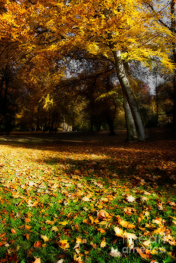Autumn Photograph by Hannes Cmarits
