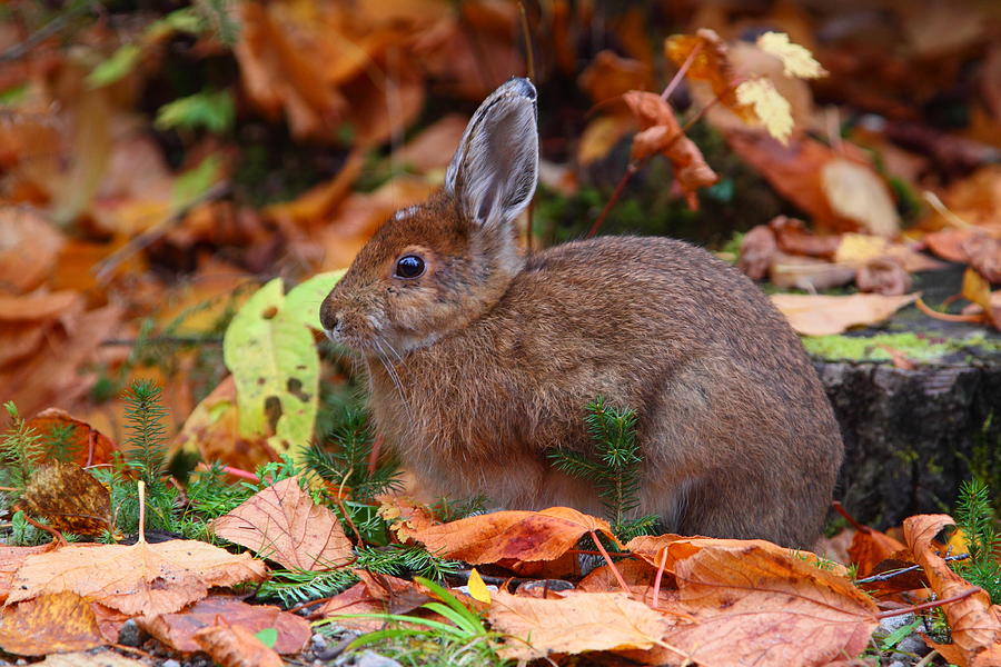 Autumn Hare Photograph by Bruce J Robinson