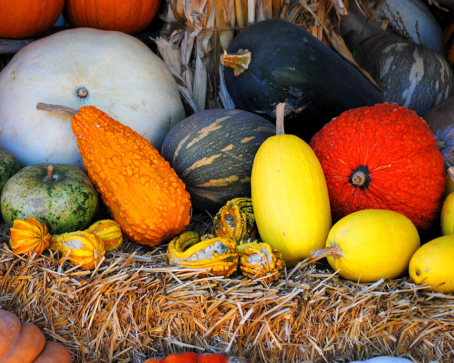 Autumn Harvest 2 Photograph by Jai Johnson