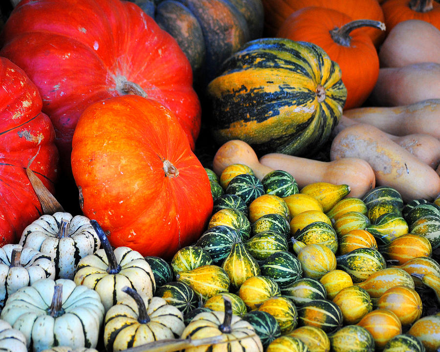 Autumn Harvest 4 Photograph by Jai Johnson