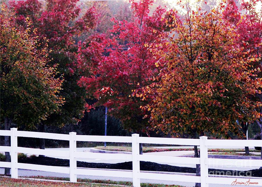 Tree Photograph - Autumn Has Returned by Lorraine Louwerse