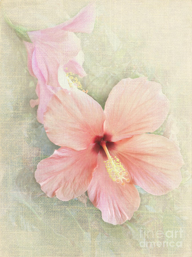 Autumn hibiscus Photograph by Cindy Garber Iverson
