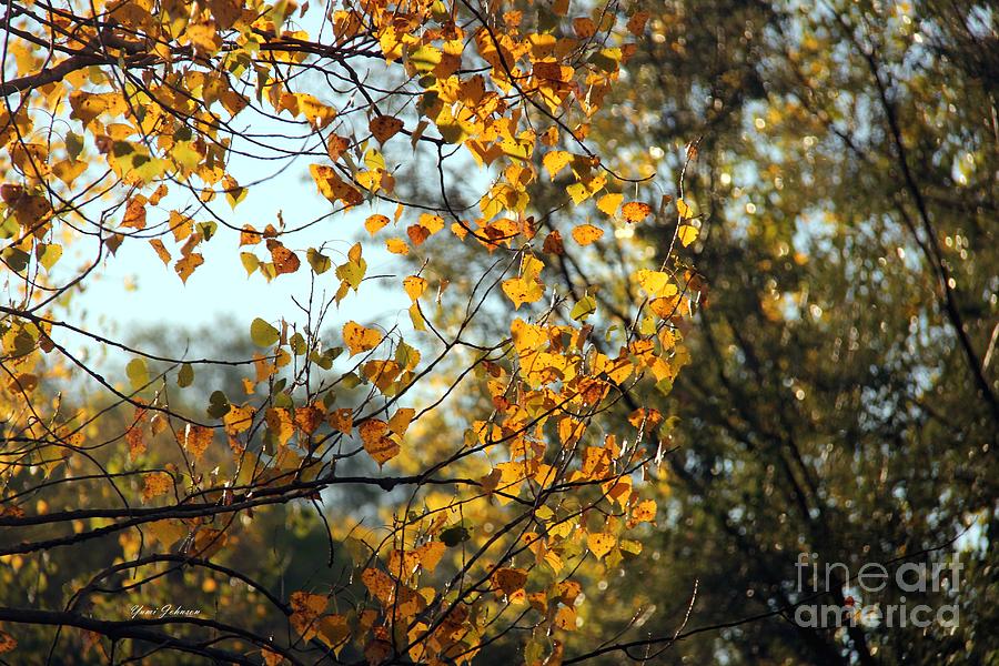 Autumn in Air Photograph by Yumi Johnson