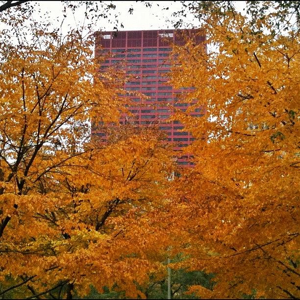Chicago Photograph - Autumn In Chicago. #yellow #orange #red by James Roach