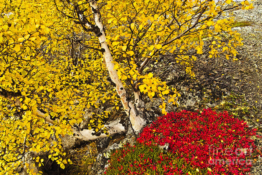 Autumn in Finland Photograph by Heiko Koehrer-Wagner