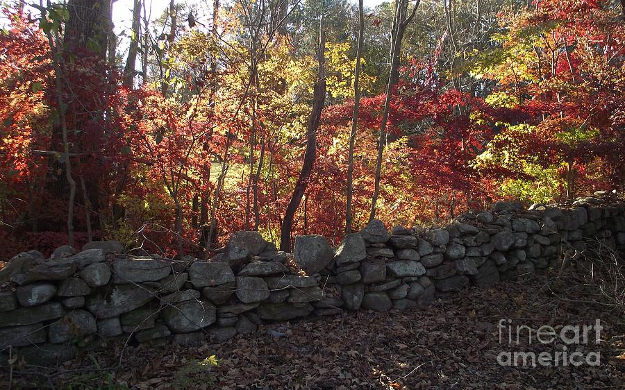Autumn in New England Photograph by Michelle Welles