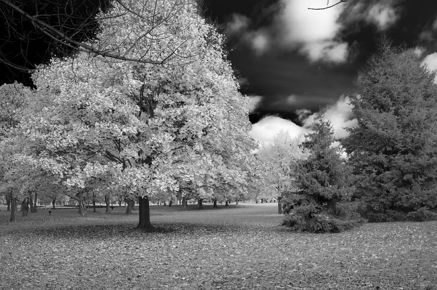 Autumn in Niagara Photograph by Guy Whiteley