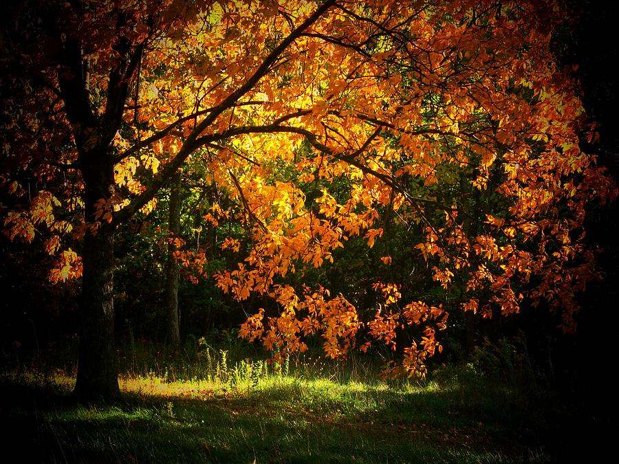 Autumn in Orange Photograph by Joyce Kimble Smith