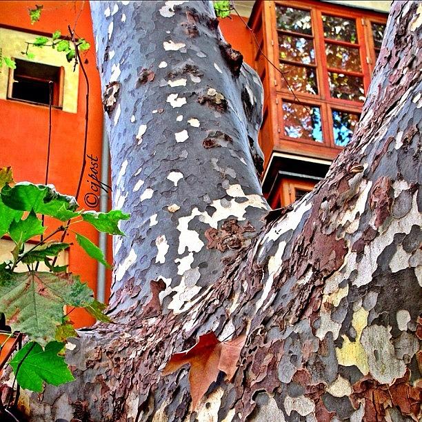 Tree Photograph - Autumn In Palma Oct 2011 by Cynthia Post