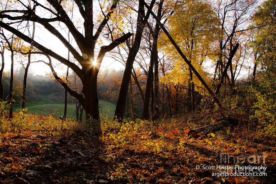 Autumn in the Arb Photograph by Scott Heister