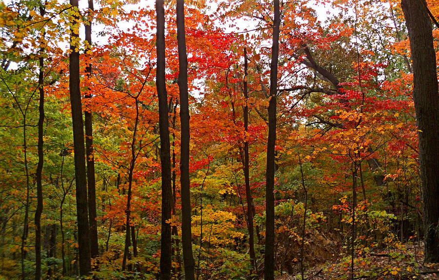 Autumn in the Forest Photograph by Jennifer Kelly - Fine Art America