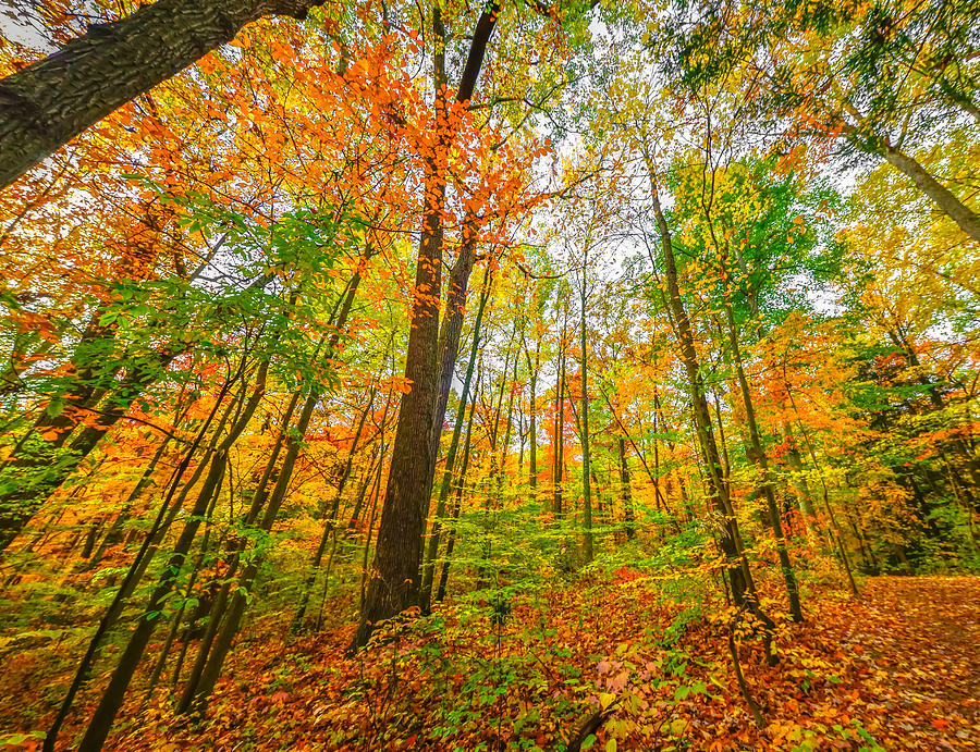Autumn in the Hocking Hills Photograph by Brian Stevens