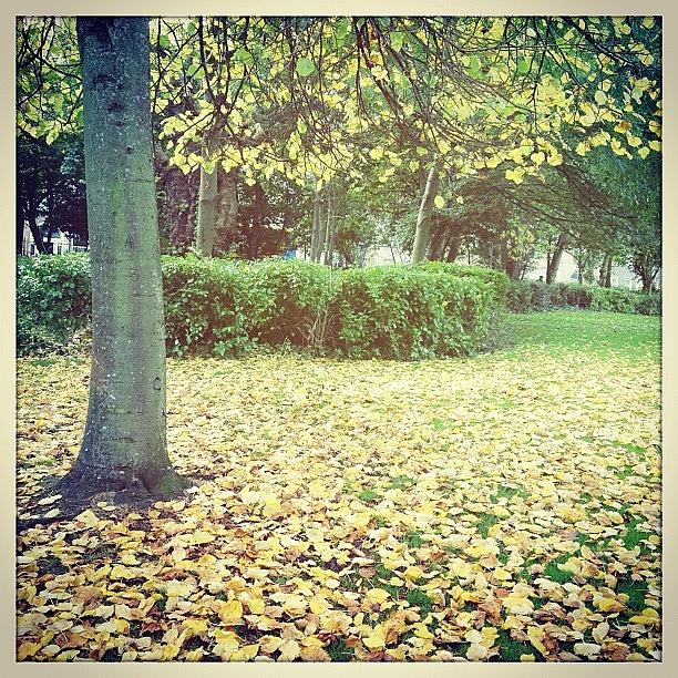 Fall Photograph - #autumn In The Park & A Carpet Of by David Lynch