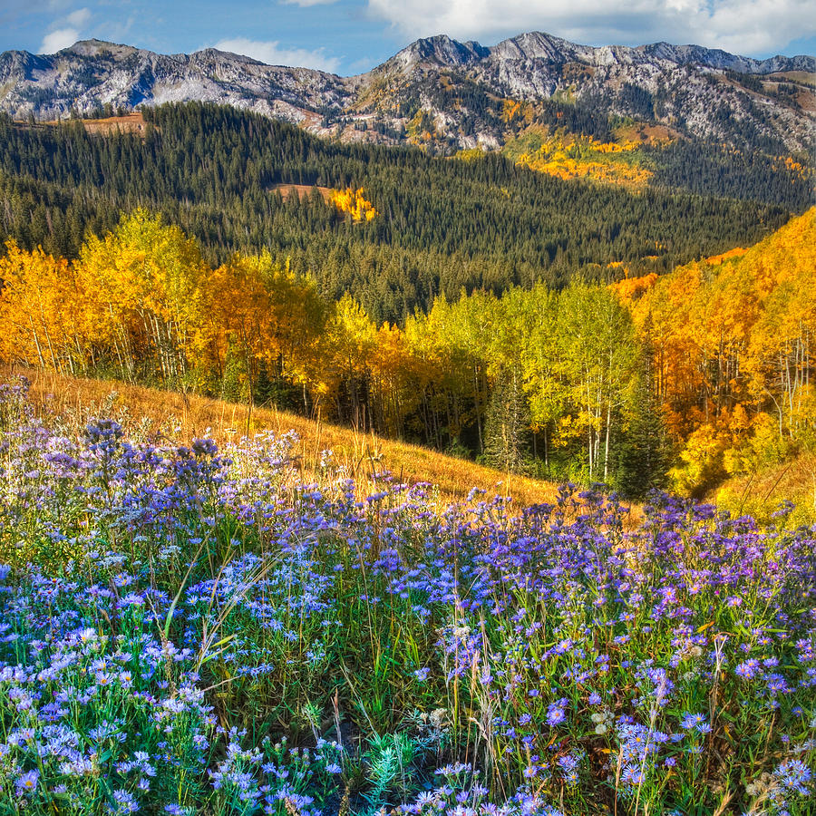 Autumn in the Wasatch Mountains Photograph by Douglas Pulsipher