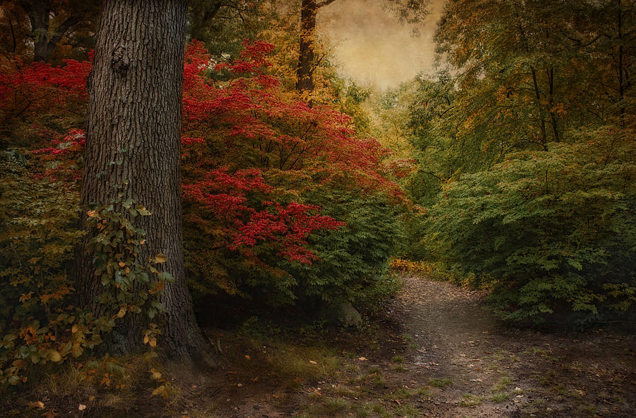 Autumn in the Woodland Photograph by Robin-Lee Vieira