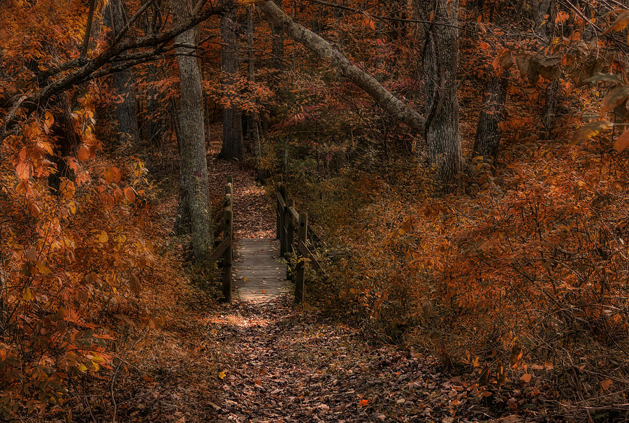 Autumn in the Woods Photograph by Robin-Lee Vieira