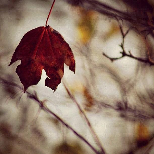 Autumn Is Coming! My Favourite Season Photograph by Kirsty Skippen