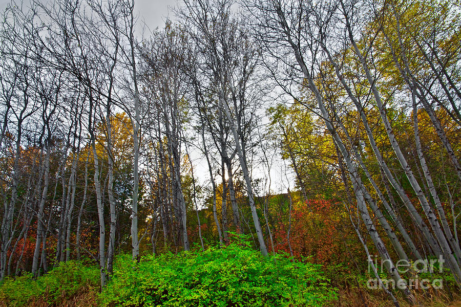 Fall Photograph - Autumn Island by Marcus Angeline