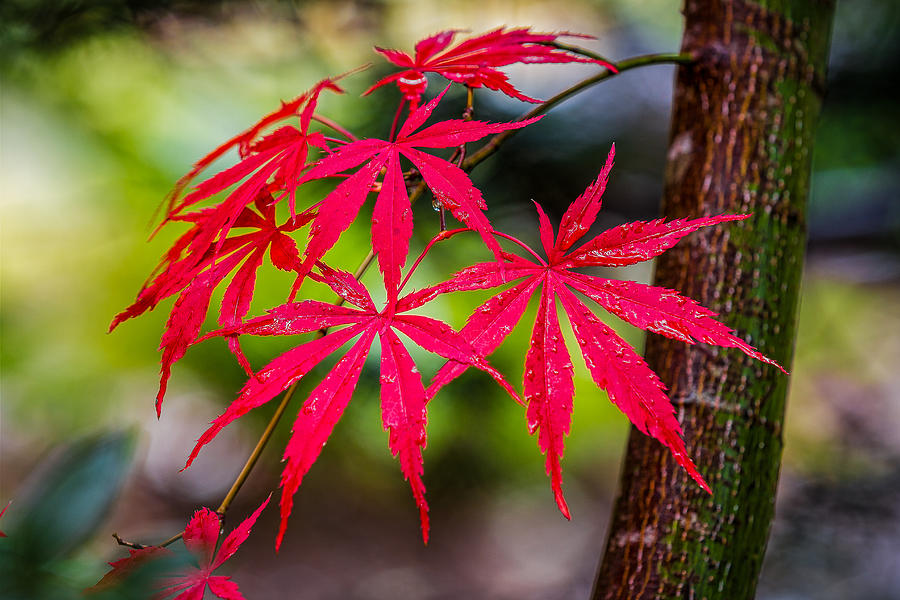 Autumn Japanese Maple Photograph by Ken Stanback