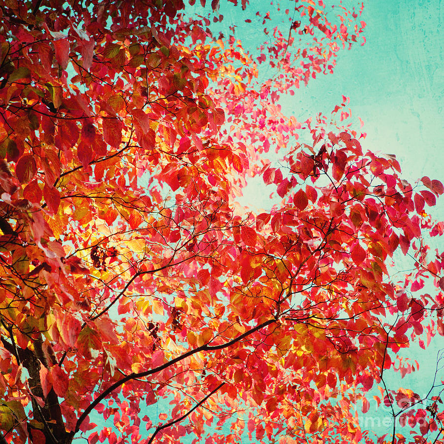 Fall Photograph - Autumn by Kim Fearheiley
