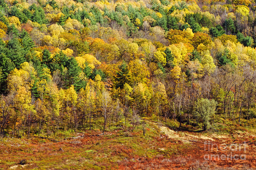 Autumn Landscape Photograph by HD Connelly