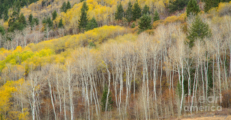 Autumn Layers Photograph by Idaho Scenic Images Linda Lantzy