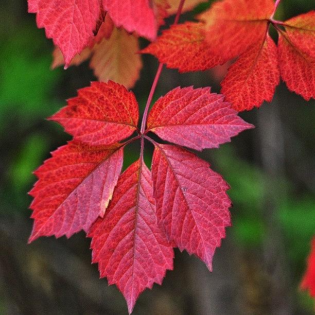 Autumn Leaf Photograph by Alexandr Minaev