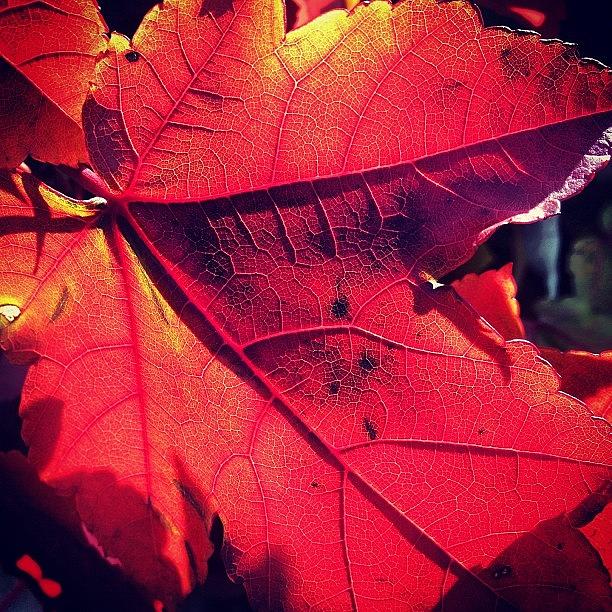 Fall Photograph - Autumn Leaf by Ellie Susko