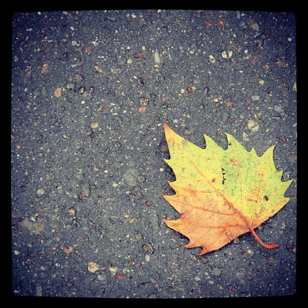 Autumn Leaf From Paris Photograph by Willi Baclao