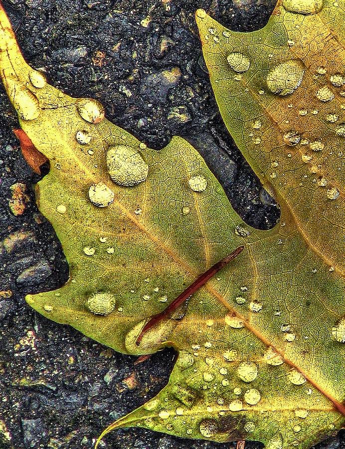 Autumn Leaf HDR Photograph by Chris Anderson