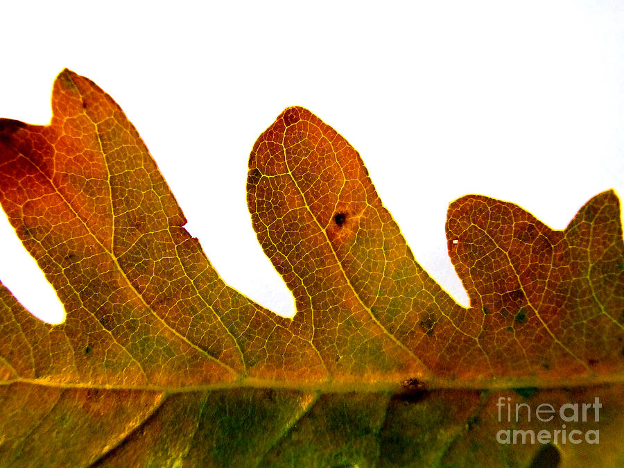 Autumn Leaf Macro Photograph Photograph by Kristen Fox