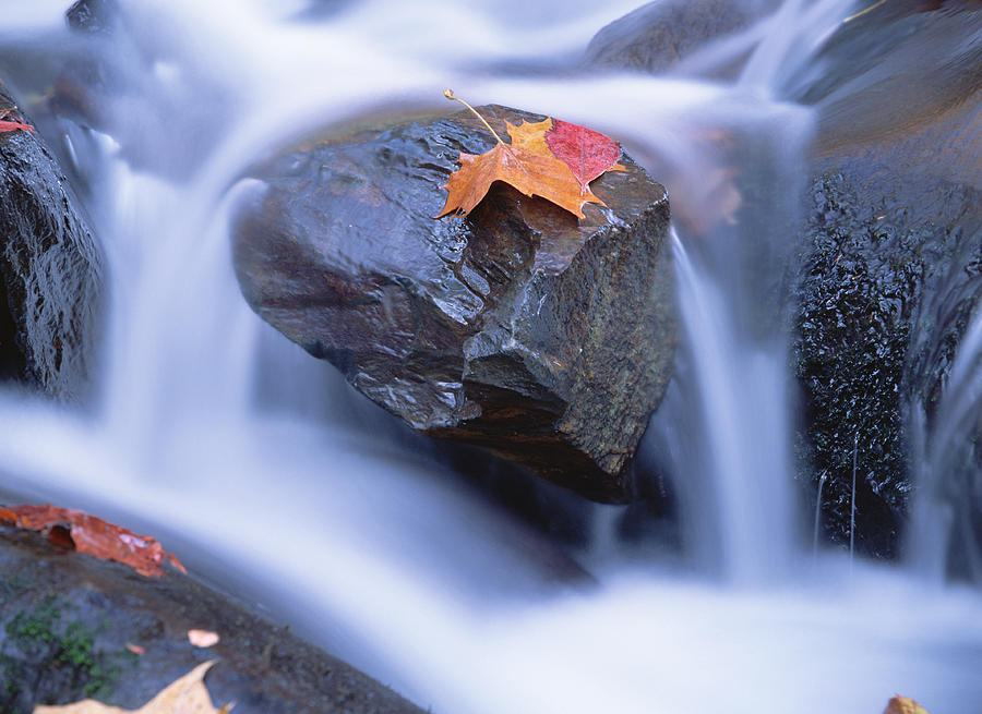 Autumn Leaf On Boulder, Little River Photograph by Tim Fitzharris