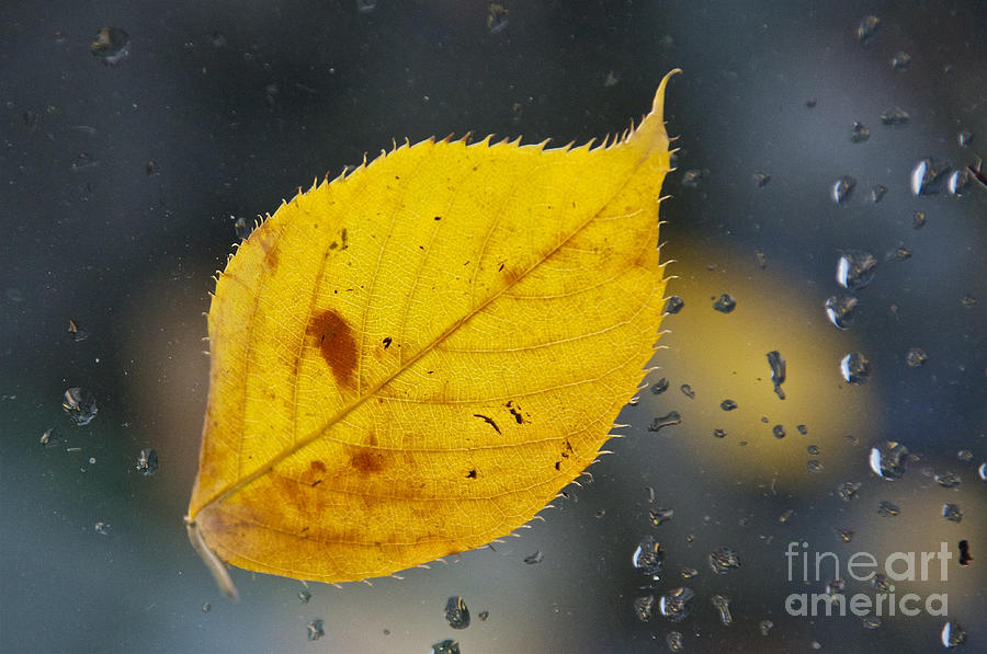 Autumn Leaf on Glass Photograph by Sean Griffin