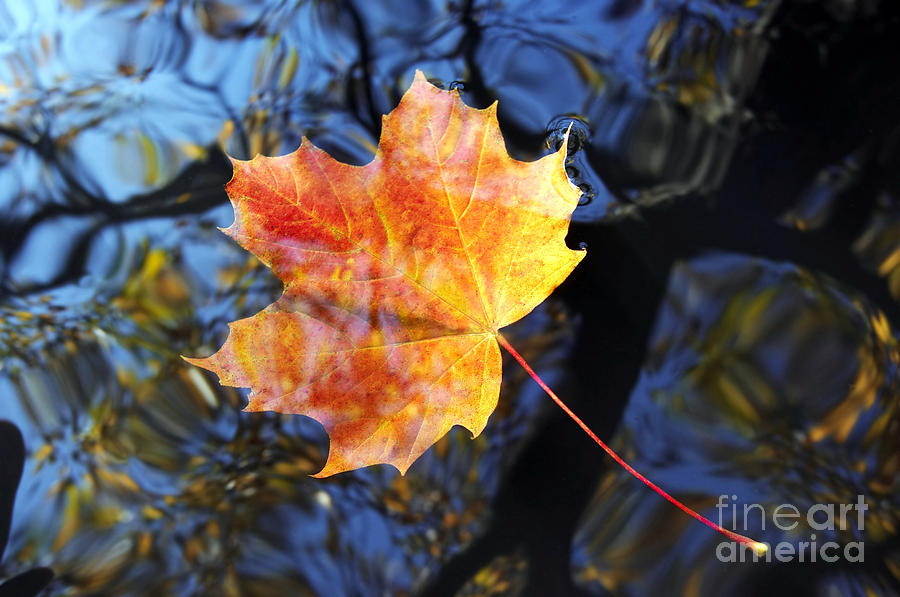 Autumn Leaf On The Water Level Photograph by Michal Boubin