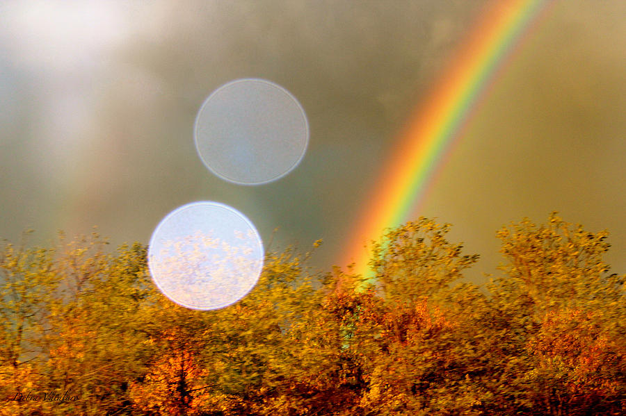 Autumn Leaf Rainbow Photograph by Debra     Vatalaro