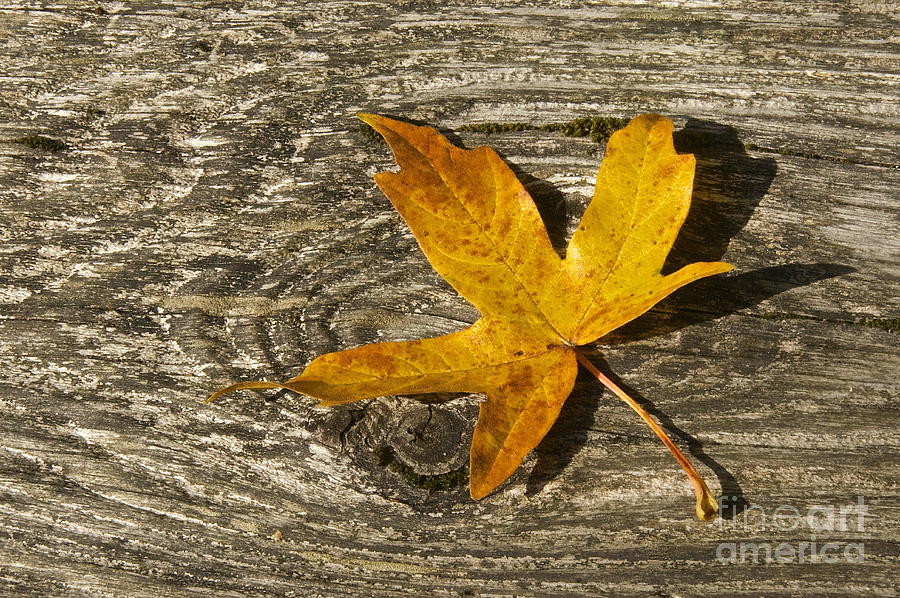 Autumn Leaf Photograph by Sean Griffin