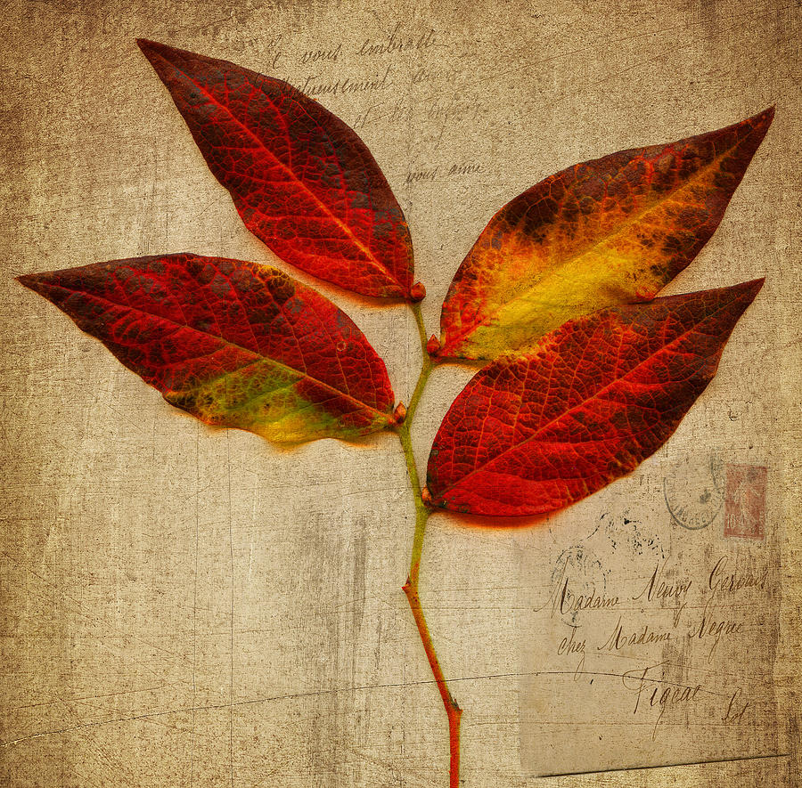 Autumn Leaf with Texture Photograph by Bill Barber