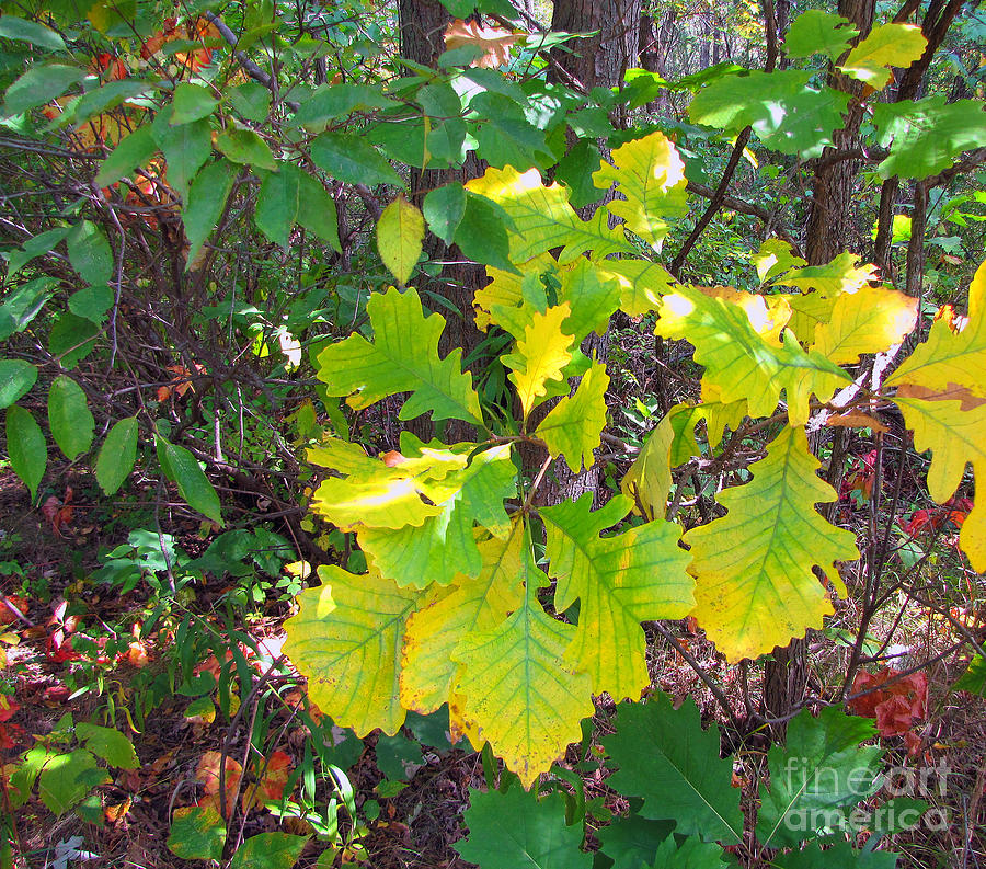 Autumn Leaves 4 Photograph by Cedric Hampton