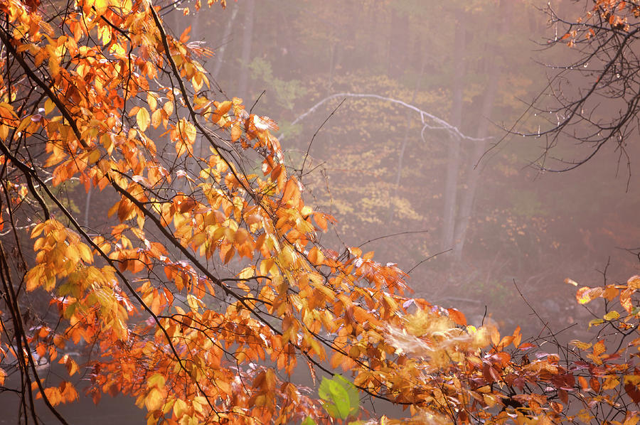 Autumn Leaves and Fog Photograph by Tom Singleton