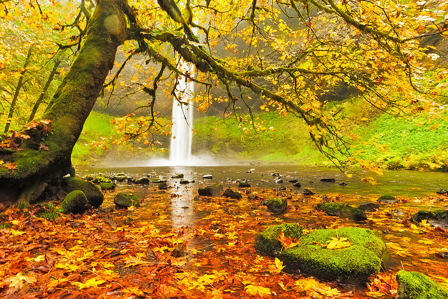 Fall Photograph - Autumn Leaves at South Silver Falls by Alvin Kroon