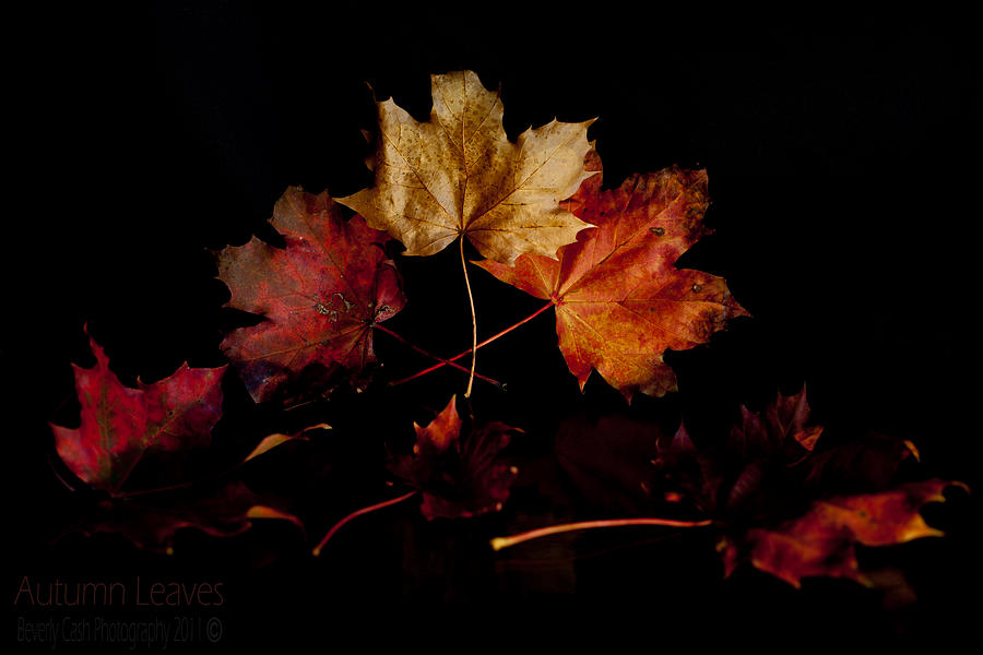Autumn Leaves Photograph by B Cash