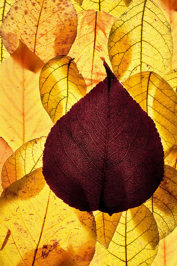 Autumn Leaves Photograph by Bob Decker
