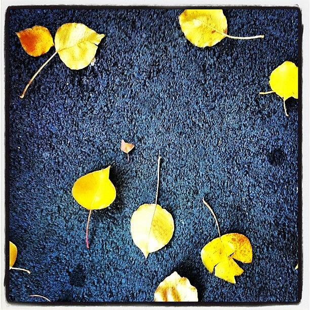 Fall Photograph - Autumn Leaves by Brent McGilvary