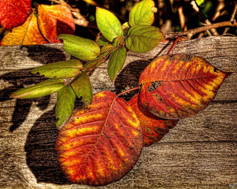 Autumn Leaves Photograph by Chris Lord